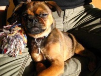 image of brabancon_griffon