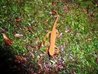 image of eft