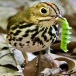 image of bird