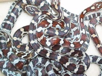 image of horned_viper
