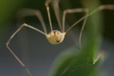 image of harvestman