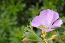 image of flower