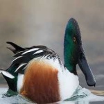 image of northern_shoveler #12