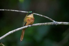 image of jacamar