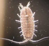 image of isopod