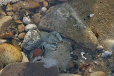 image of crayfish