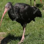 image of bird