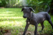image of mexican_hairless