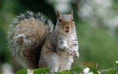 image of animal