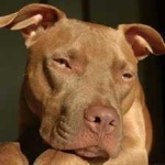 image of pit_bull #0