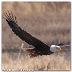 image of bald_eagle