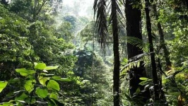 image of rainforest