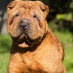 image of shar_pei #19