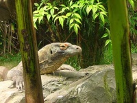 image of komodo_dragon