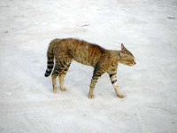 image of egyptian_cat #20