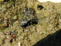 image of ground_beetle #2