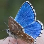 image of animal