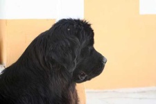 image of newfoundland