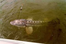 image of sturgeon