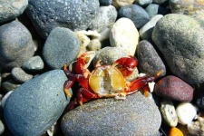 image of rock_crab