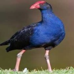 image of bird