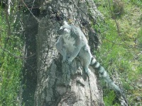 image of madagascar_cat #15