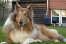 image of collie