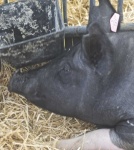 image of animal