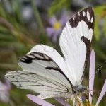 image of animal