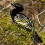 image of bird