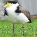 image of bird