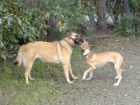 image of malinois