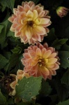 image of flower