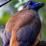 image of bird