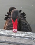 image of black_swan #27