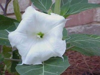 image of flower
