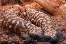 image of gila_monster