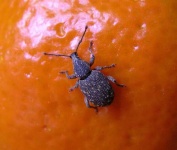 image of weevil