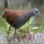 image of bird