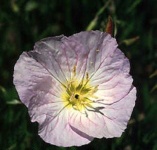 image of flower