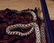 image of hognose_snake