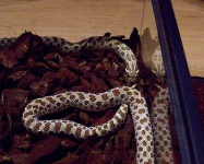 image of hognose_snake #19