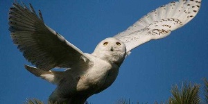 image of owl