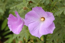 image of pelargonium #22