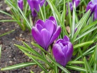 image of flower