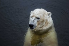 image of animal