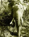 image of tusker #26