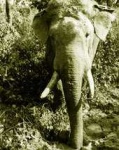image of tusker