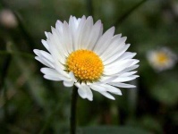image of flower