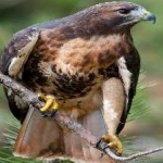 image of bird